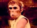 (Monkey) Hooligans on E  - Babyshambles