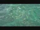 Swimming with the fishes 2
