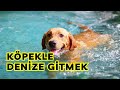Köpek Ile Denize Gitmek | Dikkat Etmeniz Gerekenler