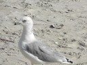 Seagull Sneak Attack