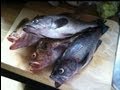 " POKE POLE FISHING IN HALF MOON BAY ...