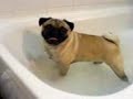 PUG BUBBLE BATH FIGHT PUG BUBBLE BATH FIGHT