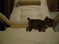 Nyanko02 Nyanko02