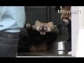 びっくりしてひっくり返る赤ちゃんレッサーパンダ~Red Panda Baby surprise ! - YouTube