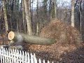 Tree Being Cut, Root Mass Tips It Back Up