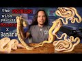 Banana Coral Glow Ball Python For Sale