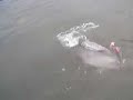 DOUBLE HEADER Skeena River Coho