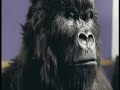 Trout vs Gorilla