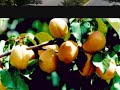Cities of Turkey(Adiyaman,Adana,Agri,Ankara,Antalya,Bingol..