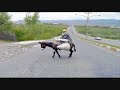 Cities of Turkey(Adiyaman,Adana,Agri,Ankara,Antalya,Bingol..