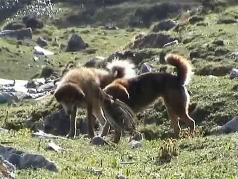 Trekking in Uttaranchal