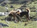 Trekking in Uttaranchal Trekking in Uttaranchal