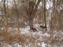 coon hound puppies training