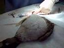 A Surf Scoter has surgery