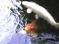 my koi carp my koi carp