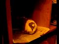 Видео-0022.mp4