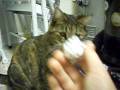 Funny Cat Goes Crazy Over Alluminum Foil Ball