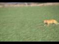 videos de bobcat cross?
