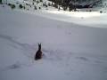 Sarrio en astun