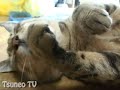 3秒で眠るツネオ君ロングバージョン♪ sleep cat tsuneo