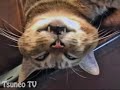 3秒で眠るツネオ君ロングバージョン♪ sleep cat tsuneo