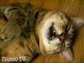 3秒で眠るツネオ君ロングバージョン♪ sleep cat tsuneo