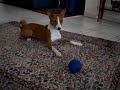 Basenji Baina