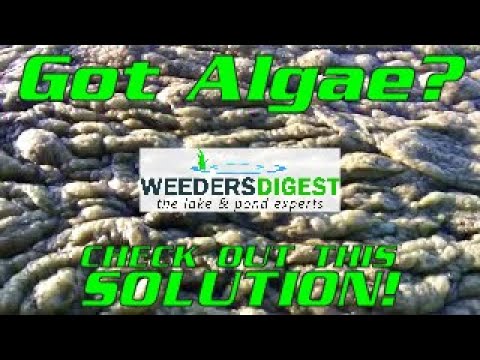 how to eliminate algae in a pond