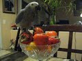 parrot