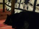 Neo the Cat