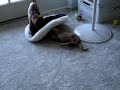 Acrobatic Puggles