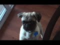 Duke The Pug Puppy Does Tricks