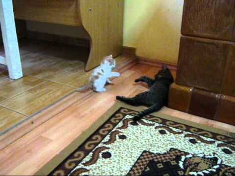 Pufosenia & Amore