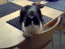 Sulevi odottaa, ett� p�yt� on katettu