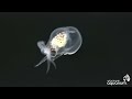 Baby Octopuses at the Vancouver Aquarium