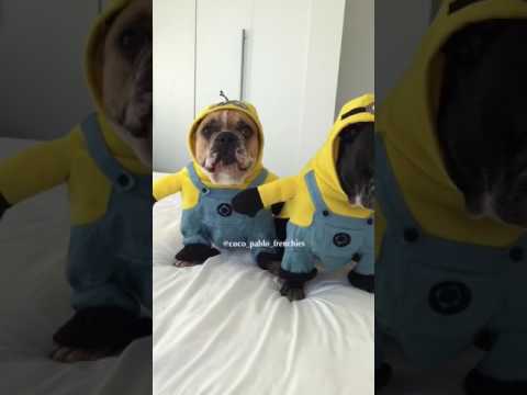 Des chiens déguisés en Minions