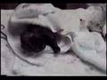 Bullmastiff video