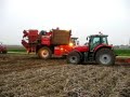 aardappeloogst met dewulf R3000
