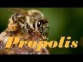 Видео - Пчёлы собирают прополис (Propolis)