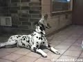 Talking Dogs
