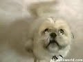 Talking Dogs