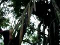 ladder tree in tikal national park