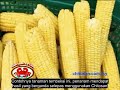 Click here to watch this video Agrokitosan Pertanian