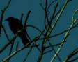 Ad Noiseam 2001-2006 teaser trailer