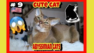 Abyssinian Cats | N: #9 of the most popular cats in USA 😻🇺🇸 | Cute Cat 😻😱 | Cats Fan