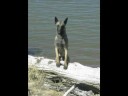 messing around - Sublime Canine messing around - Sublime Canine