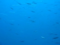 puits de la sardine - Barracuda