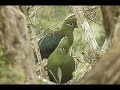 Knysna Loerie