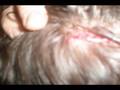 videos de Backyard wrestling promo injury