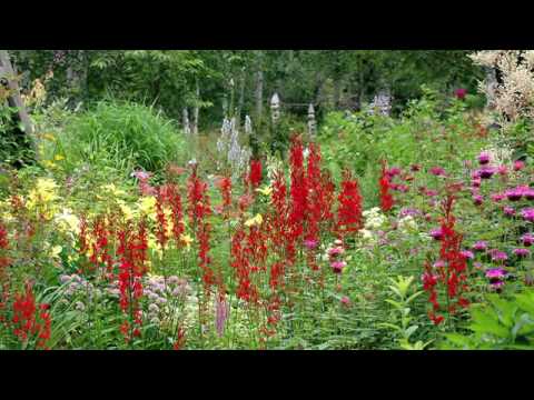 how to care for lobelia erinus
